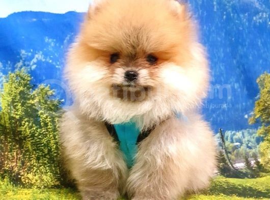 Pomeranian Boo Teddy Bear Yavrular görsel