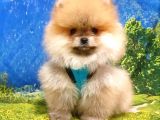 Pomeranian Boo Teddy Bear Yavrular