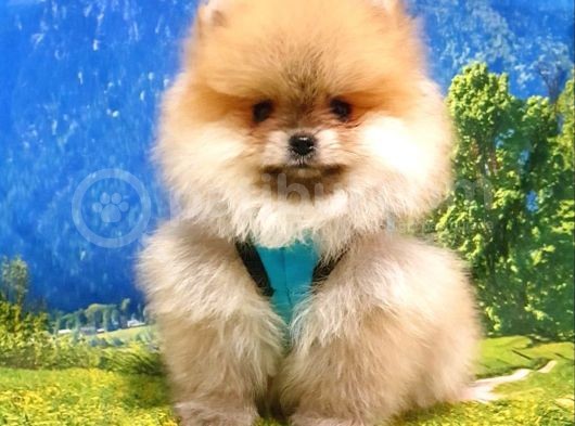 Pomeranian Boo Teddy Bear Yavrular görsel