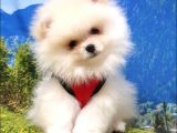 Pomeranian Boo Yavrularımız
