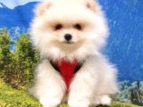 Pomeranian Boo Yavrularımız