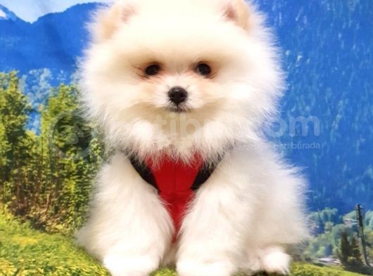 Pomeranian Boo Yavrularımız görsel