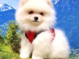 Pomeranian Boo Yavrularımız