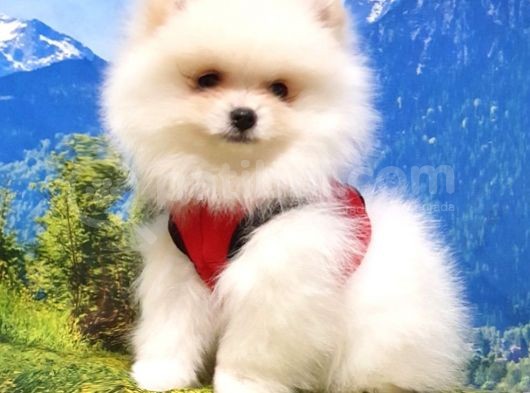 Pomeranian Boo Yavrularımız görsel