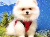 Pomeranian Boo Yavrularımız