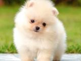 Aa Kalite Safkan  Pomeranian Oğlumuz