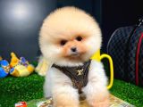 Ayı Surat Pomeranian Boo Yavrularımız