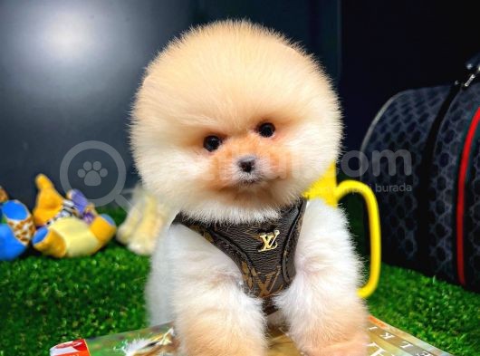 Ayı Surat Pomeranian Boo Yavrularımız görsel