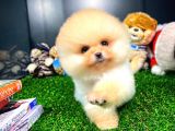 Aa Kalite Safkan  Pomeranian Oğlumuz