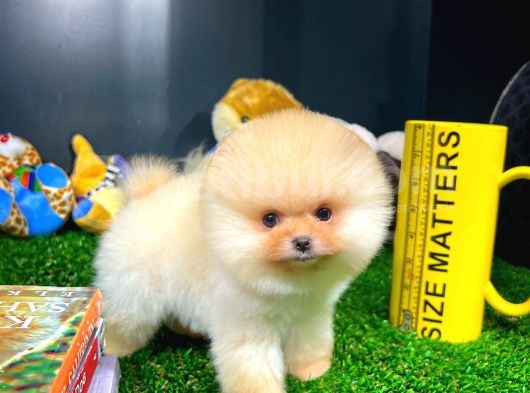 Ayı Surat Pomeranian Boo Yavrularımız görsel
