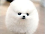 Ayı Surat Pomeranian Boo Yavrularımız