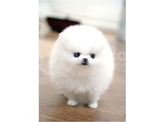 Ayı Surat Pomeranian Boo Yavrularımız