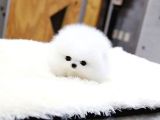 Ayı Surat Pomeranian Boo Yavrularımız