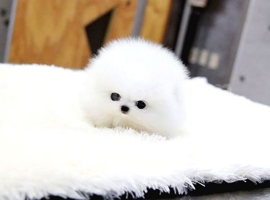 Ayı Surat Pomeranian Boo Yavrularımız görsel