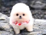 Ayı Surat Pomeranian Boo Yavrularımız