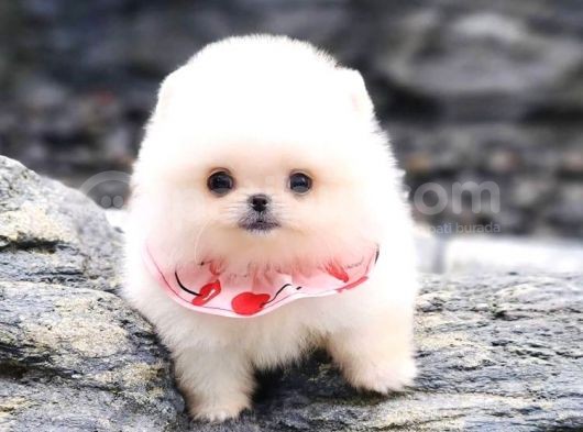 Ayı Surat Pomeranian Boo Yavrularımız görsel