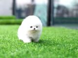 Ayı Surat Pomeranian Boo Yavrularımız