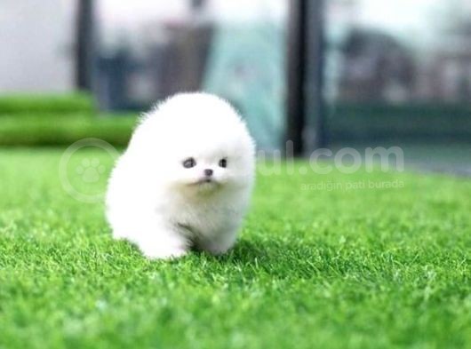 Ayı Surat Pomeranian Boo Yavrularımız görsel