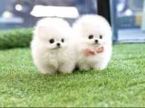 AA Kalite Safkan  Pomeranian Oğlumuz