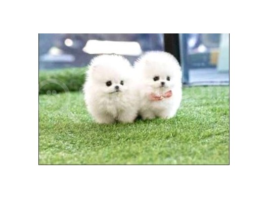 Aa Kalite Safkan  Pomeranian Oğlumuz