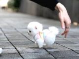 Aa Kalite Safkan  Pomeranian Oğlumuz