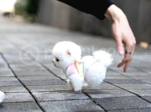 Aa Kalite Safkan  Pomeranian Oğlumuz görsel