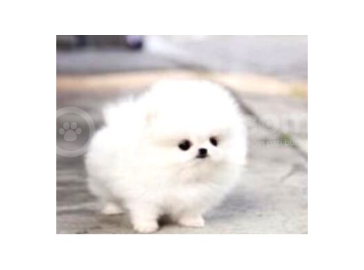 Aa Kalite Safkan  Pomeranian Oğlumuz görsel