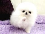 Aa Kalite Safkan  Pomeranian Oğlumuz