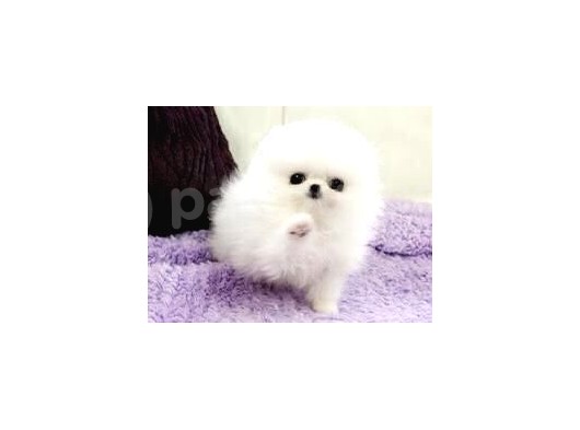 Aa Kalite Safkan  Pomeranian Oğlumuz görsel