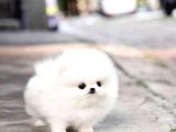 Aa Kalite Safkan  Pomeranian Oğlumuz