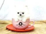 Ayı Surat Pomeranian Boo Yavrularımız
