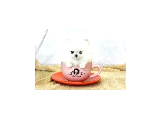 Ayı Surat Pomeranian Boo Yavrularımız