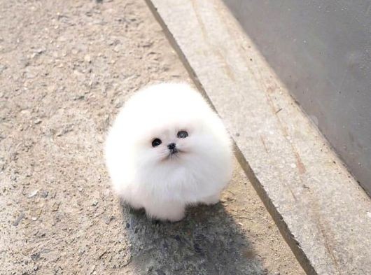 Ayı Surat Pomeranian Boo Yavrularımız görsel