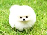Ayı Surat Pomeranian Boo Yavrularımız