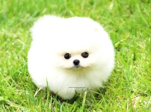 Ayı Surat Pomeranian Boo Yavrularımız görsel
