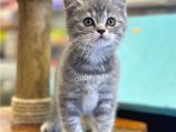 Çok Sevimli Blue Tabby British Shorthair Dişi Bebek