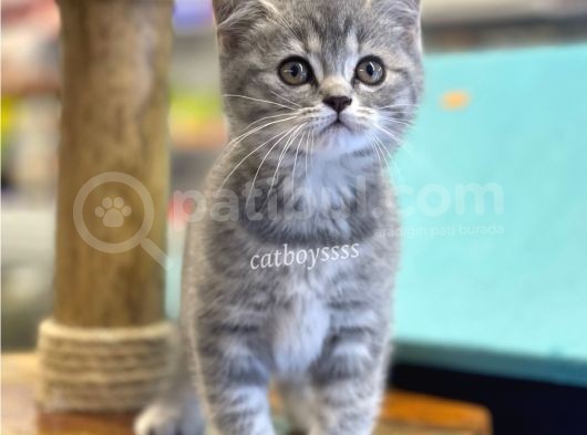 Çok Sevimli Blue Tabby British Shorthair Dişi Bebek görsel