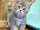 Çok Sevimli Blue Tabby British Shorthair Dişi Bebek