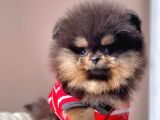 Safkan Pomeranian Boo Yavrularımız