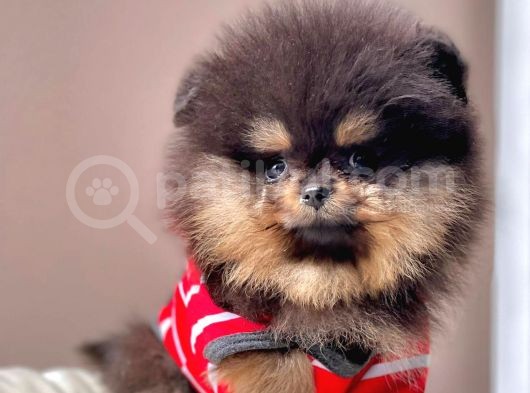 Safkan Pomeranian Boo Yavrularımız görsel