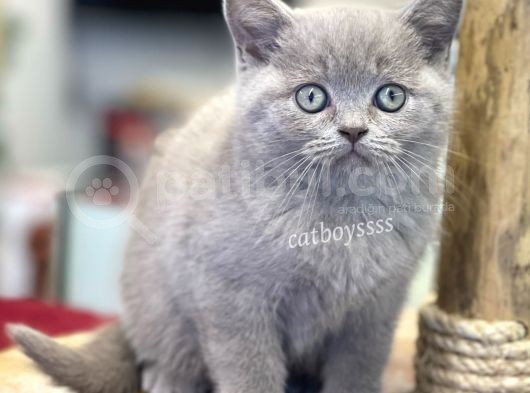 Sevilmli Lilac British Shorthair Erkek Bebek görsel