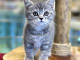 Çok Sevimli Blue Tabby British Shorthair Dişi Bebek