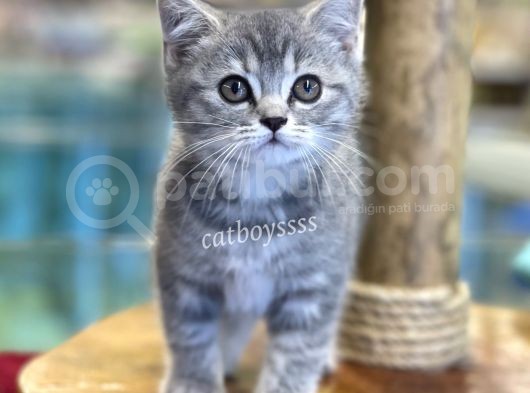 Çok Sevimli Blue Tabby British Shorthair Dişi Bebek