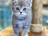 Çok Sevimli Blue Tabby British Shorthair Dişi Bebek