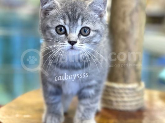 Çok Sevimli Blue Tabby British Shorthair Dişi Bebek görsel