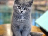 Muhteşem Blue British Shorthair Dişi Bebeğimiz