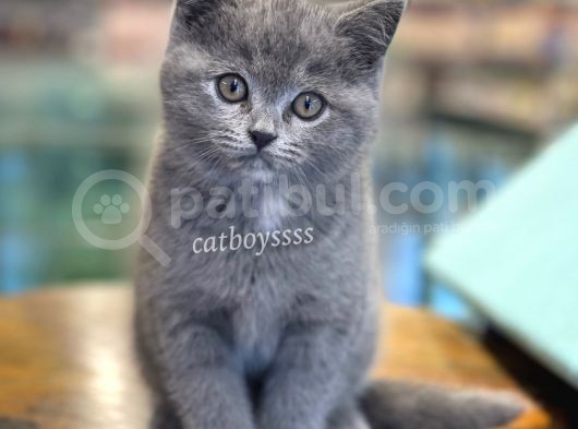 Muhteşem Blue British Shorthair Dişi Bebeğimiz görsel