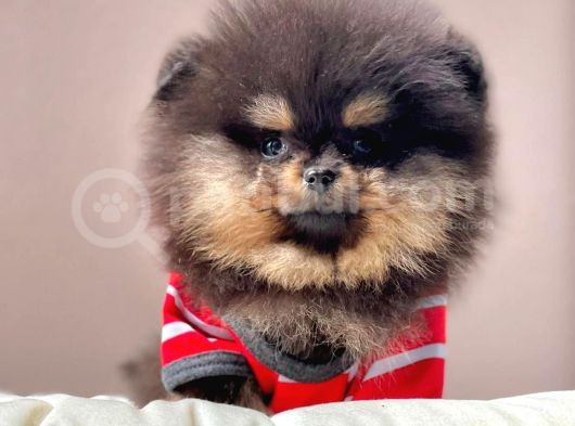 Safkan Pomeranian Boo Yavrularımız görsel