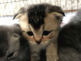 Scottish Fold Ve British Shorthair Yavrular