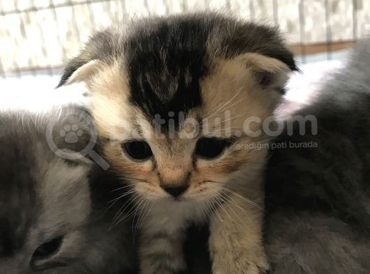 Scottish Fold Ve British Shorthair Yavrular görsel